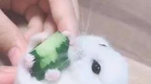 老鼠吃瓜图片,揭秘老鼠的“甜蜜”生活