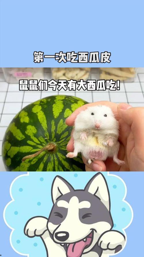 老鼠吃瓜图片,揭秘老鼠的“甜蜜”生活