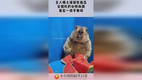 老鼠吃瓜图片,揭秘老鼠的“甜蜜”生活