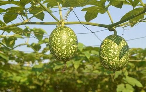 经期可以吃吊瓜,吊瓜助力女性健康调理