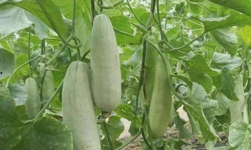 瓜落可以吃吗,天然美食还是未知风险?