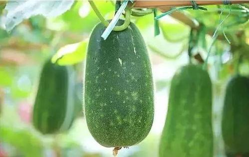 喜欢吃瓜吃什么瓜,揭秘瓜类爱好者必尝的瓜果盛宴