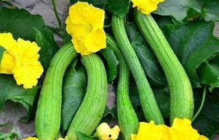 鸡吃大瓜,探寻农业生态循环的奇妙之旅