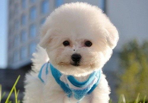 比熊吃小瓜好吗,比熊犬食用小瓜的安全性探讨