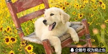 比熊吃小瓜好吗,比熊犬食用小瓜的安全性探讨