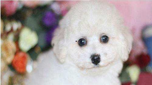 比熊吃小瓜好吗,比熊犬食用小瓜的安全性探讨