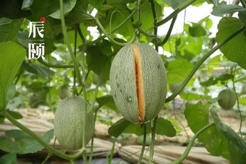 西州瓜怎么吃,解锁夏日清凉美味新境界