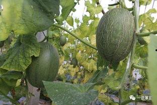 西州瓜怎么吃,解锁夏日清凉美味新境界