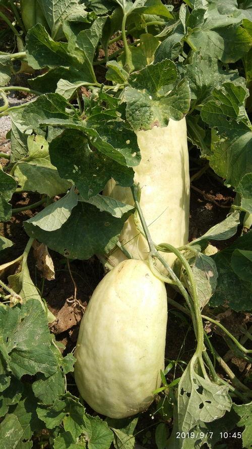 南方的瓜怎么吃,解锁夏日清新美味