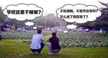 吃瓜大战毕业季