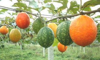 闽南吊瓜怎么吃,解锁夏日清新美味