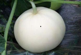 吃梨瓜嘴巴发麻,揭秘吃梨瓜嘴巴发麻的奥秘