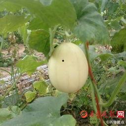 吃梨瓜嘴巴发麻,揭秘吃梨瓜嘴巴发麻的奥秘